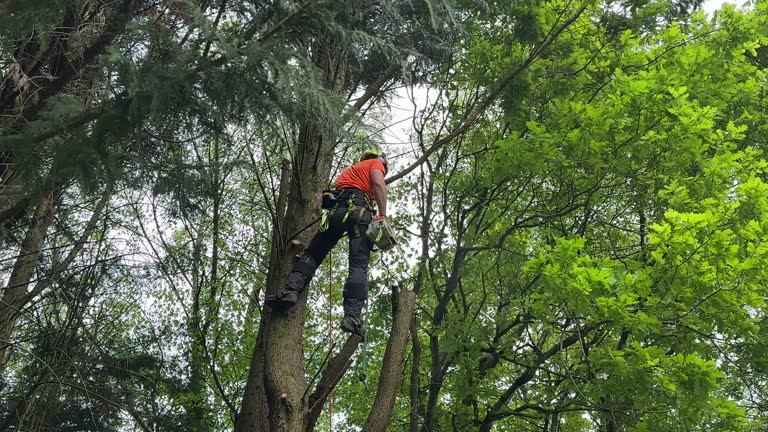 Best Tree Preservation Services  in Brookside, AL